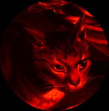 Gib's Uncle sees red - coloured detail from a Clara Peeter's painting.