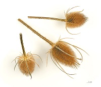 Dried Teasel Heads. Didier Descouens Photo.