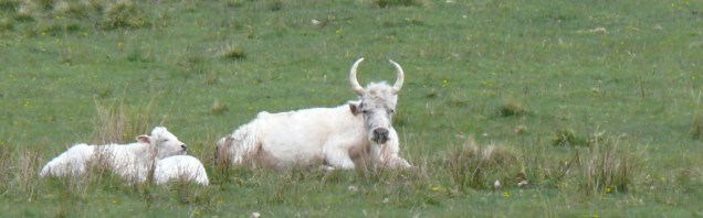 A Field with a white, horned cow and calves in it.