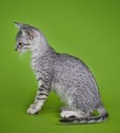 A spotted kitten on a green-colored background