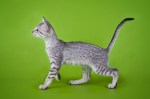 An eager spotted kitten walking, on a green colored background