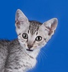 A curious spotted kitten against a blue background.