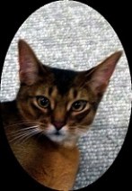 Our Hero Teasel Puss