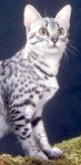 Spotted Cat_ copyright Fotolia_13455642
