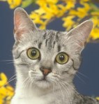 Gib, a spotted cat, looking startled.