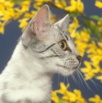 Gib against a background of yellow flowers.