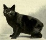 A Black Manx Cat - Photo by Albert Hester from The Book of the Cat-Frances Simpson-Public Domain-Wikimedia Commons