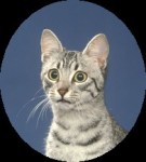 A portrait of a dappled cat, white and blue-grey.