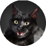 A black cat looking excited