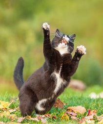 A black and white cat doing a happy dance