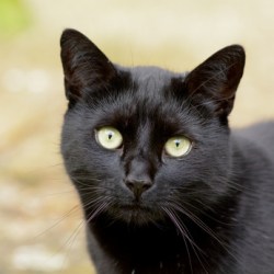 A black cat looking thoughtful.