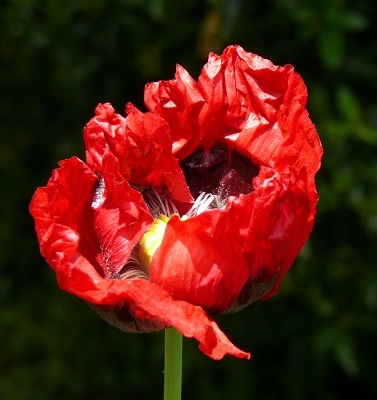 A bright red poppy