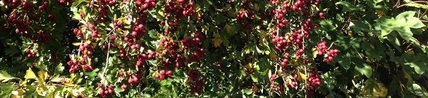 Dark red hawthorn berries, Autumn