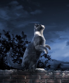 A cat standing on a brick wall, staring at the moon.