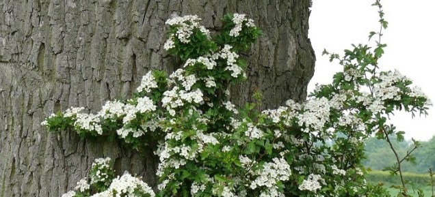 Flowering Hawthorn (Mayflowers) against a tree trunk in a misty landscape.
