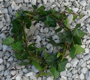 A small wreath of ivy, lying on a gravel path.