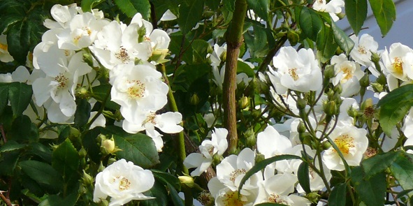 White climbing rose