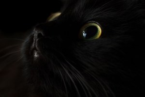 A black cat's face, barely visible, but for the wide-open eyes.