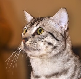 Gib looking up, thoughtfully.