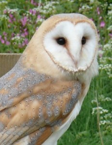 Barn Owl