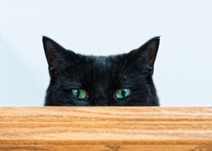 Black Cat (Nero) peeking over a plank.