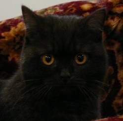 A dark brown cat, looking serious.