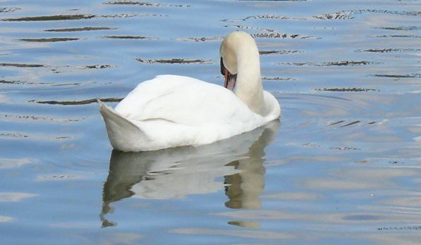 A swan on a calm river.
