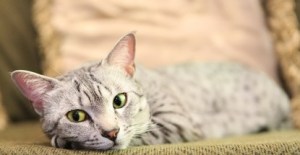 Gib reclining on a cushion, looking thoughtful.