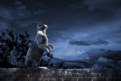 Photo of a cat standing on a wall looking up at the sky