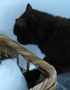 Cat with basket