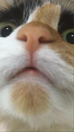 A close-up of the nose and squinting eyes of Tricks - a black, white, and orange cat.