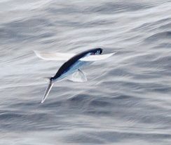 A flying fish.