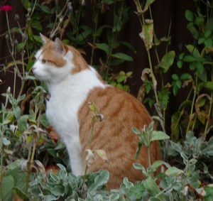 A solid looking ginger and white cat.