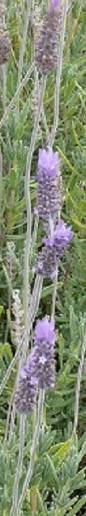 Lavender flowers