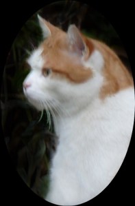 Head and shoulders portrait of a ginger and white cat.