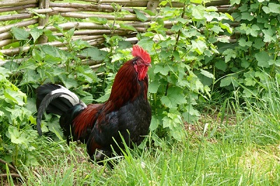 A brightly coloured rooster standing against a fence.
