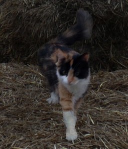 A black, white and orange cat walking across some hay.