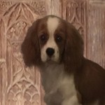 A small brown and white spaniel, with a carved wooden chair back as background,