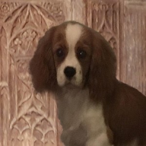 A head and shoulders portrait of a soulful looking young brown and white spaniel against a carved wooden chair back.