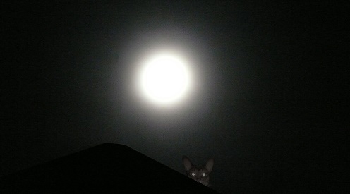 A cat's eyes glinting from a moonlit roof.