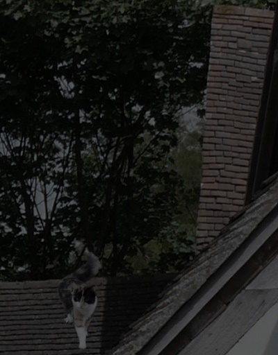 An orange, black and white cat standing on a tiled roof against a background of trees.