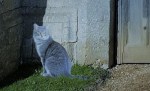 A grey cat seated before a stone wall with a wooden door set into it.