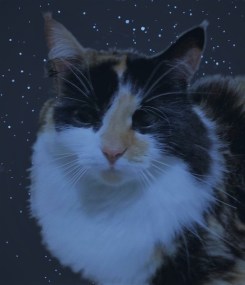 A fluffy black, white and ginger cat against the night sky.