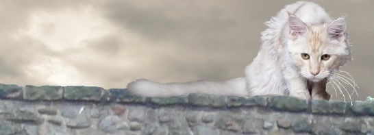A lean, longish-haired grey cat with a plumy tail sitting on a grey stone wall