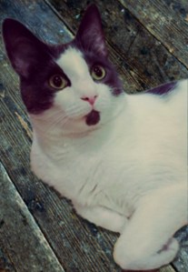 A black and white cat reclining on dark floor boards, with his eyes wide and his ears pricked.