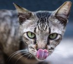 A grey tabby licking her nose.