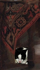 A black and while cat peering out from underneath a small table covered by a carpet.