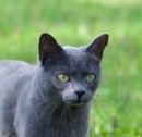 A thoughtful-looking blue-grey cat.