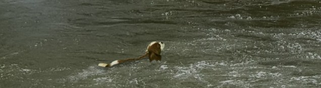 A brown and white spaniel in a river.