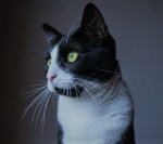 Head and shoulders of a black and white cat.